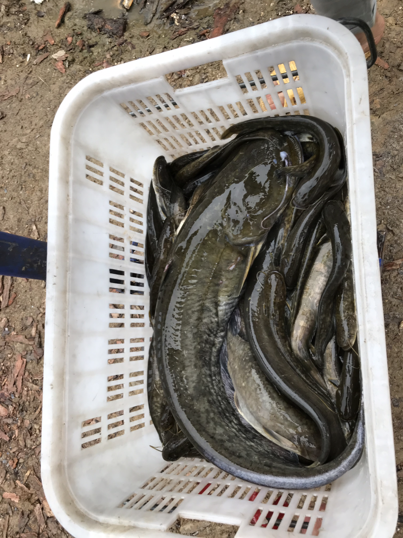 野生鲶鱼，现货大小一起有二百多斤