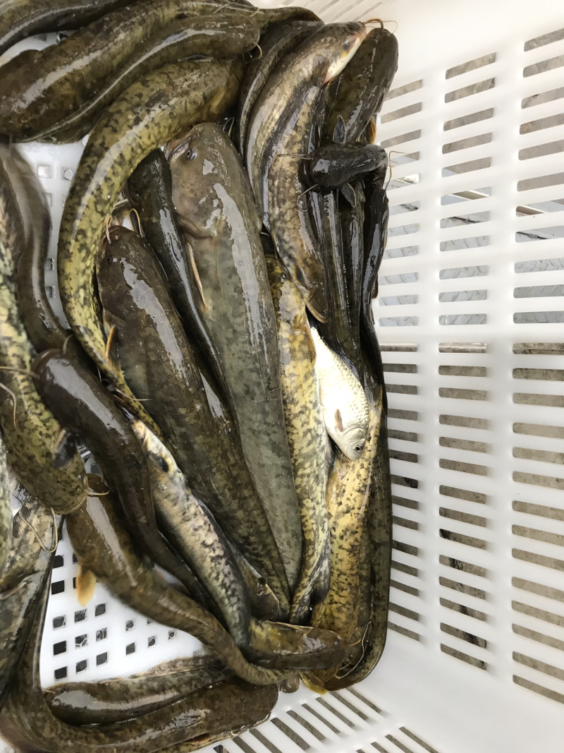 野生鲶鱼，现货大小一起有二百多斤