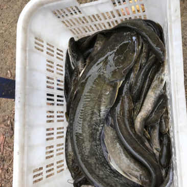 野生鲶鱼，现货大小一起有二百多斤