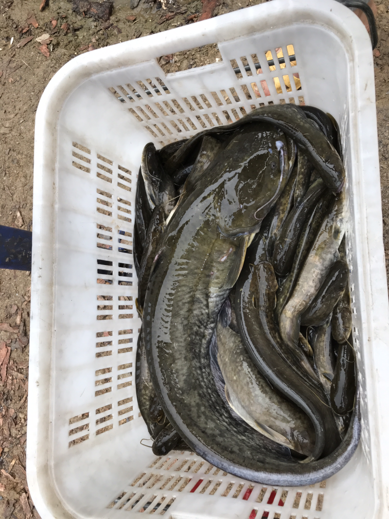 野生鲶鱼，现货大小一起有二百多斤