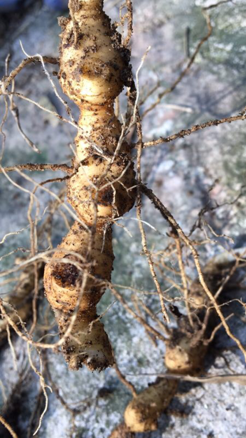 黄精苗（大别山野生多花姜型黄精）药食同源品种