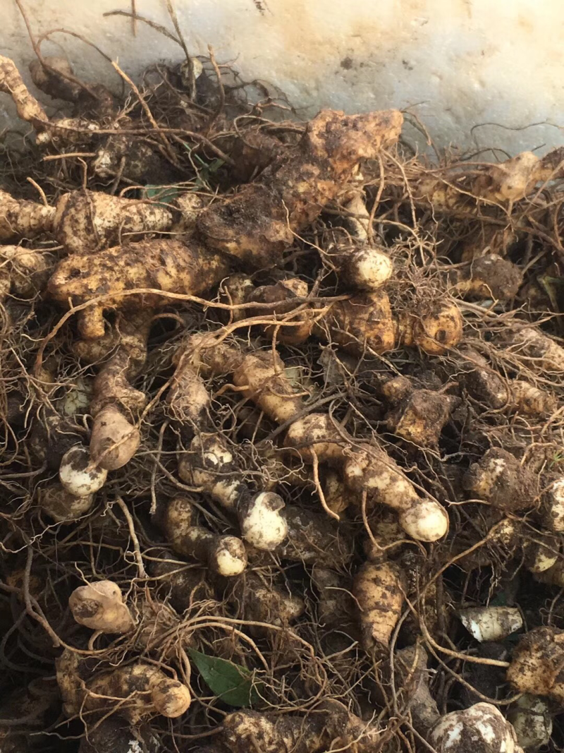 黄精苗（大别山野生多花姜型黄精）药食同源品种