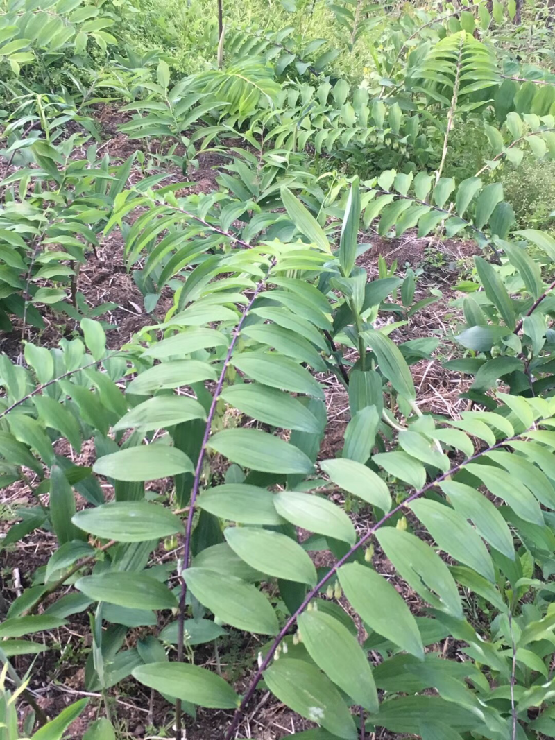 黄精苗（大别山野生多花姜型黄精）药食同源品种