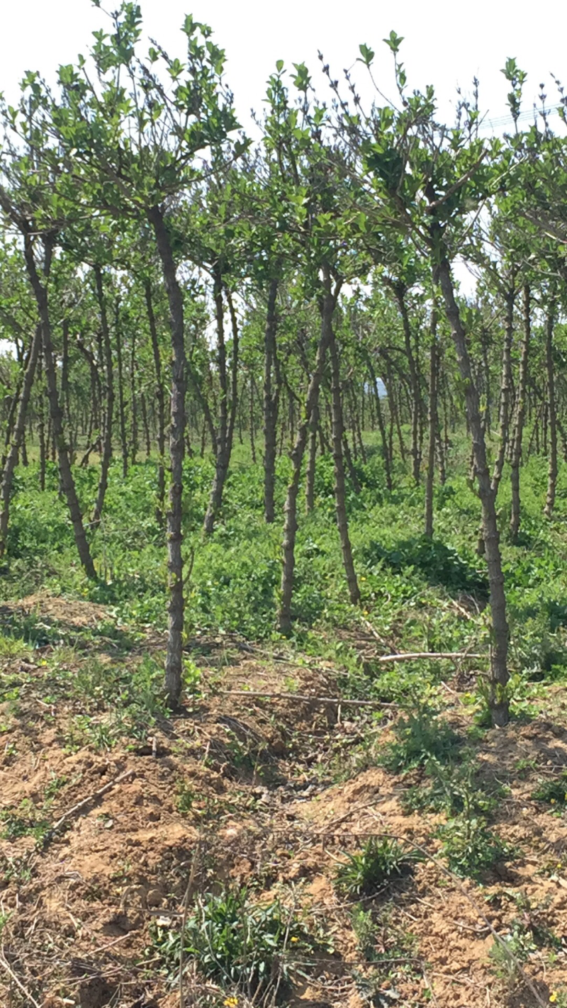 锦带树