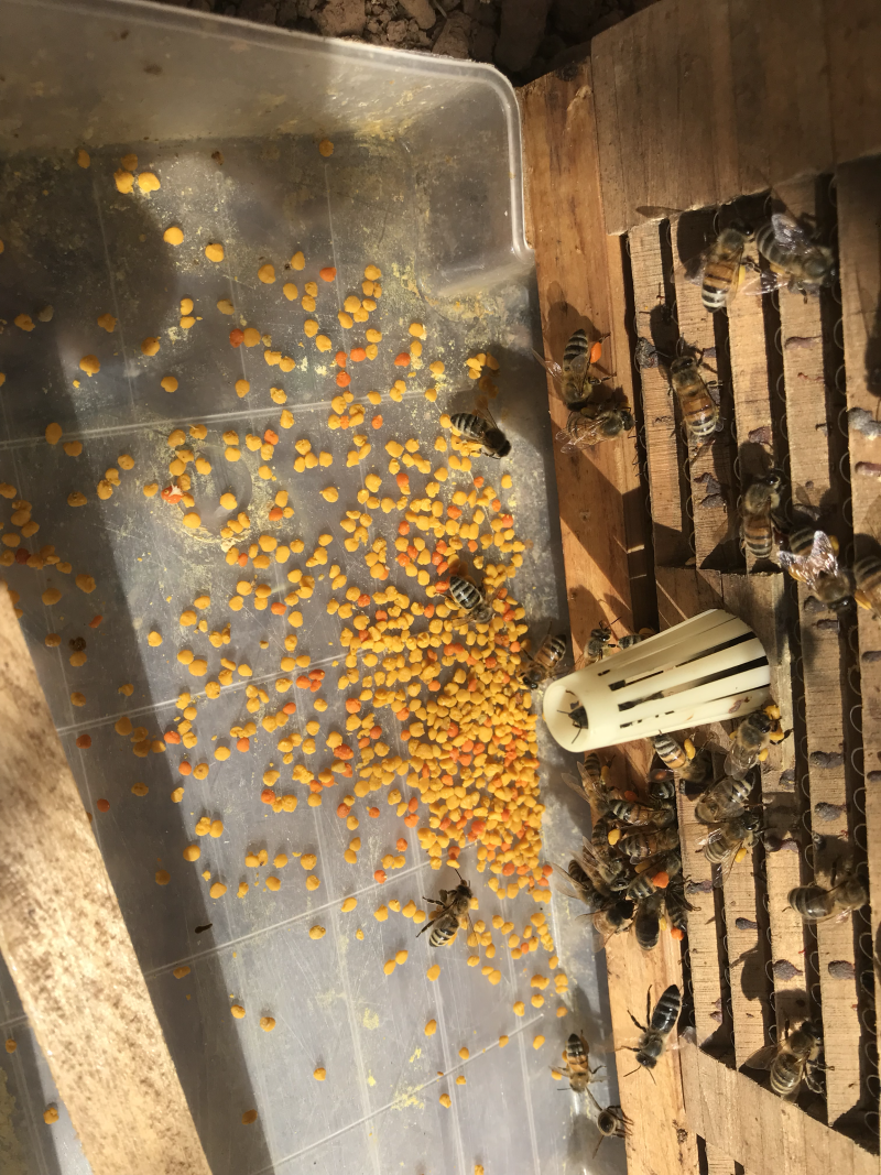 苹果蜂蜜和苹果花花粉