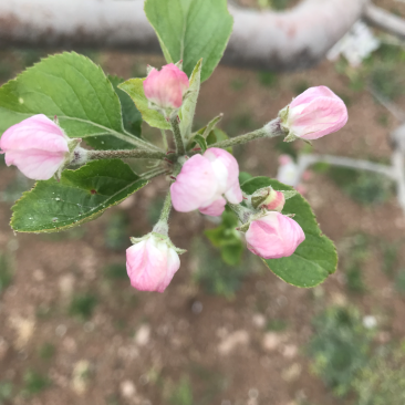 苹果蜂蜜和苹果花花粉