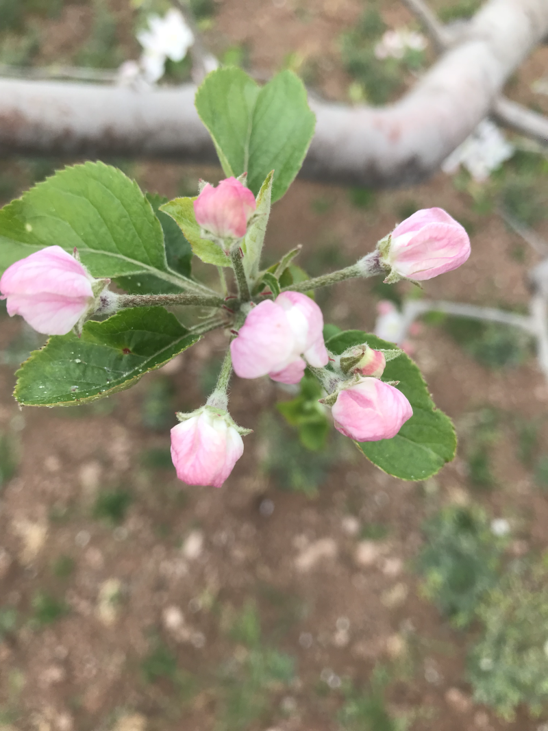 苹果蜂蜜和苹果花花粉
