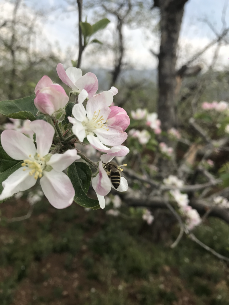 苹果蜂蜜和苹果花花粉