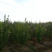 木槿4-5公分，基地直销，现货供应