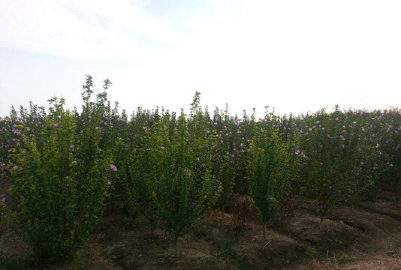 木槿4-5公分，基地直销，现货供应