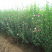 木槿4-5公分，基地直销，现货供应