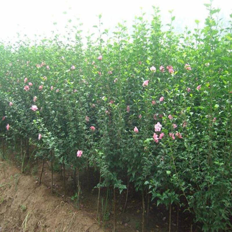 木槿4-5公分，基地直销，现货供应