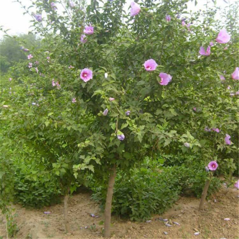 木槿4-5公分，基地直销，现货供应