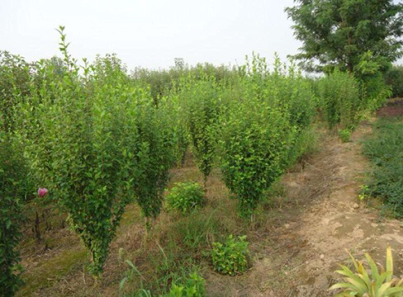 木槿4-5公分，基地直销，现货供应