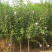木槿4-5公分，基地直销，现货供应