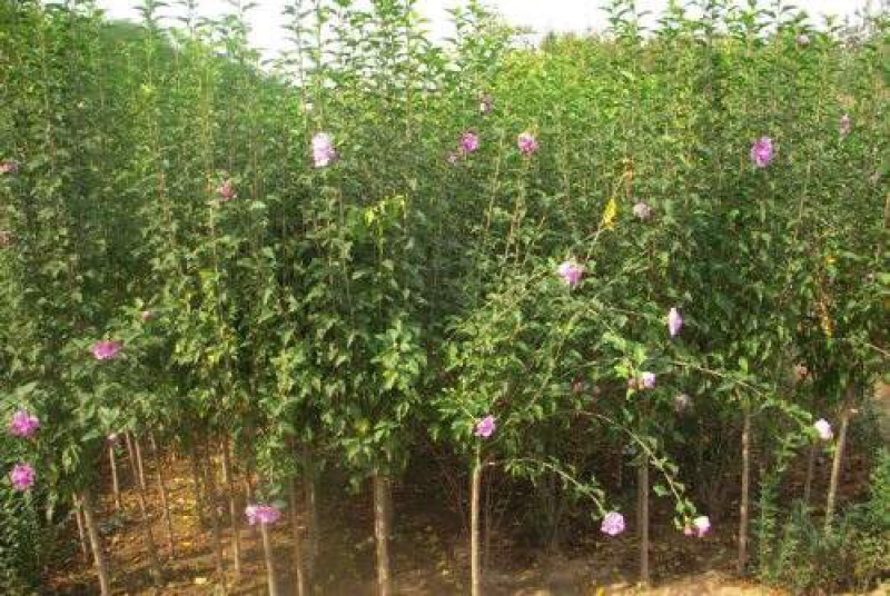 木槿4-5公分，基地直销，现货供应