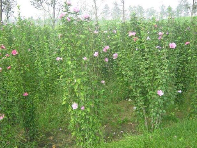 木槿4-5公分，基地直销，现货供应