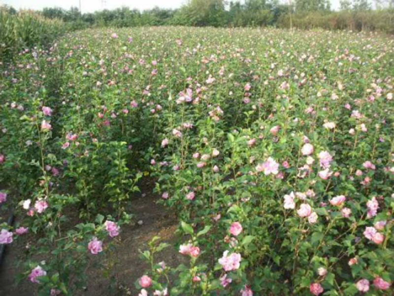 木槿4-5公分，基地直销，现货供应