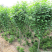 木槿4-5公分，基地直销，现货供应