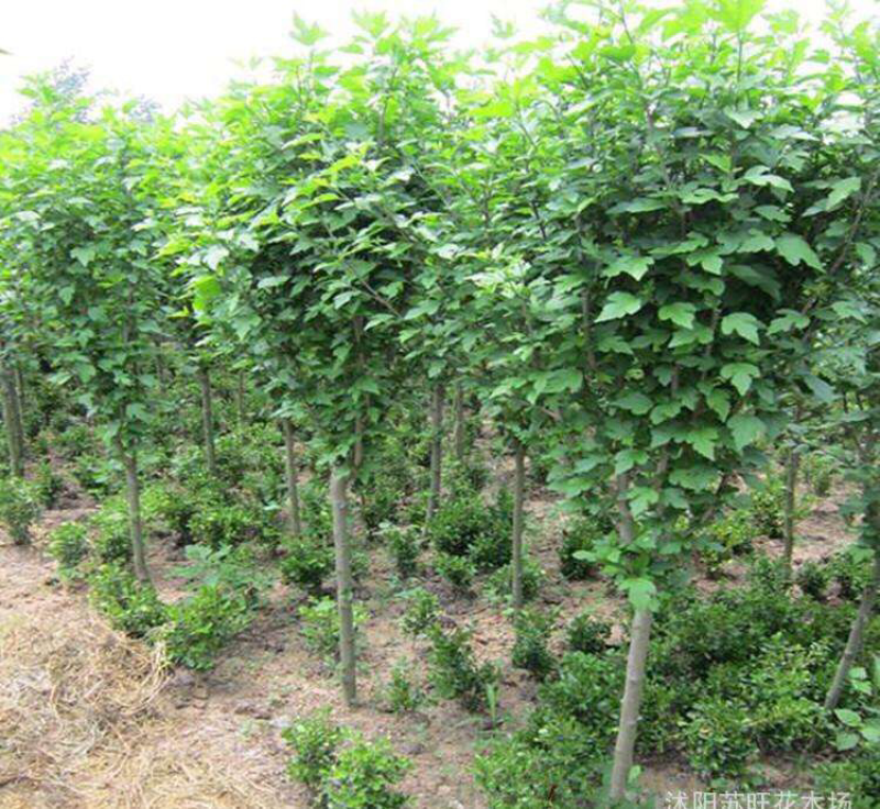 木槿4-5公分，基地直销，现货供应