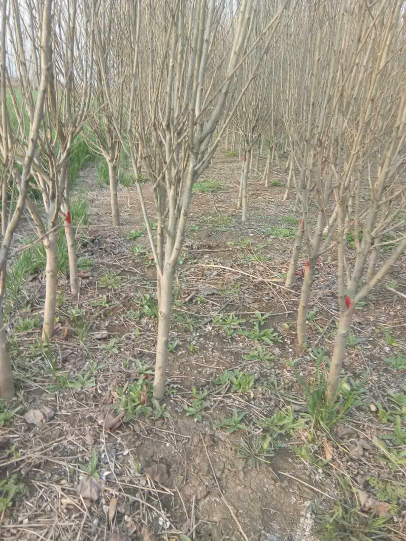 木槿4-5公分，基地直销，现货供应