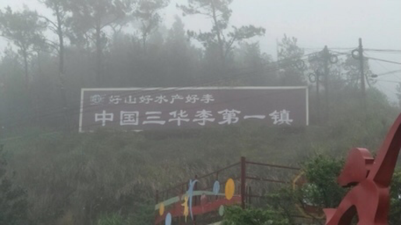 正宗钱排银妃三华李一件代发。社区团购。平台供应。直播带货