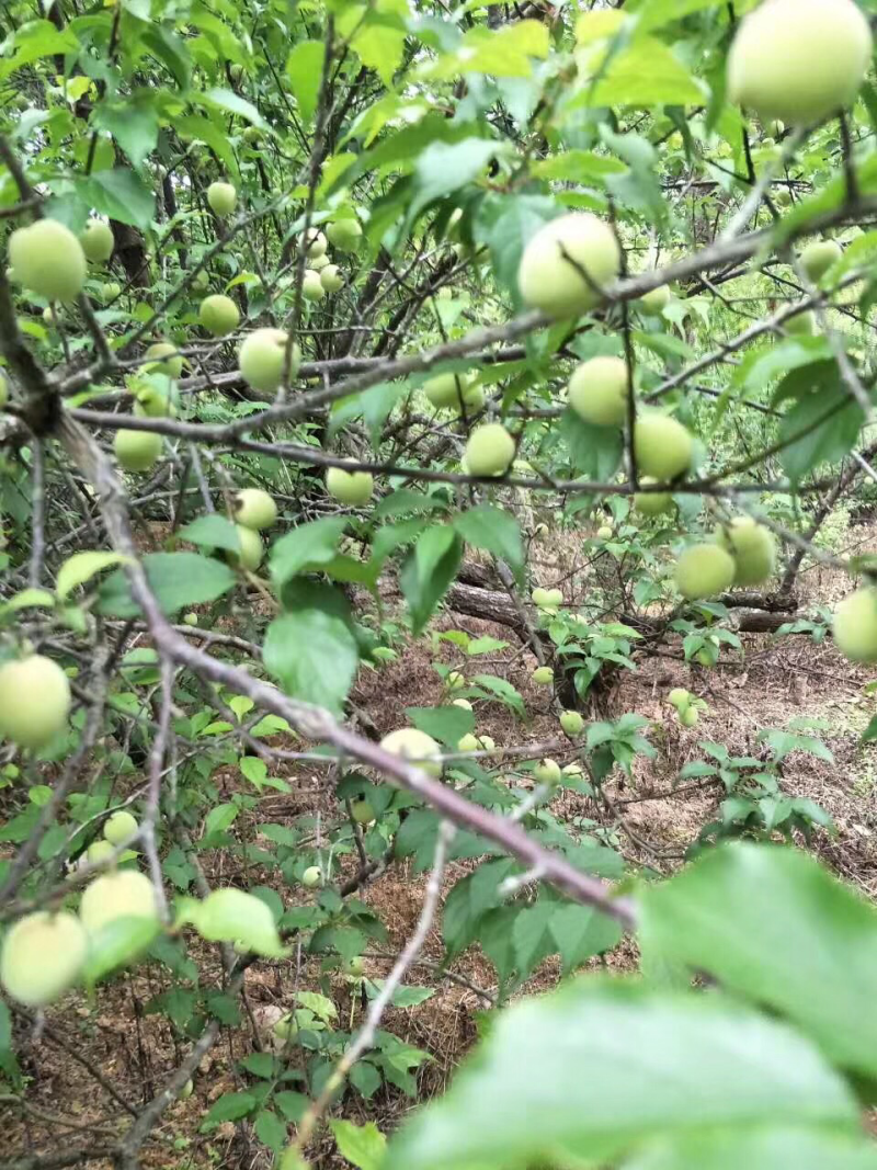 诏安青梅