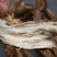 野生葛根粉