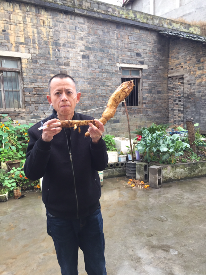 野生葛根粉