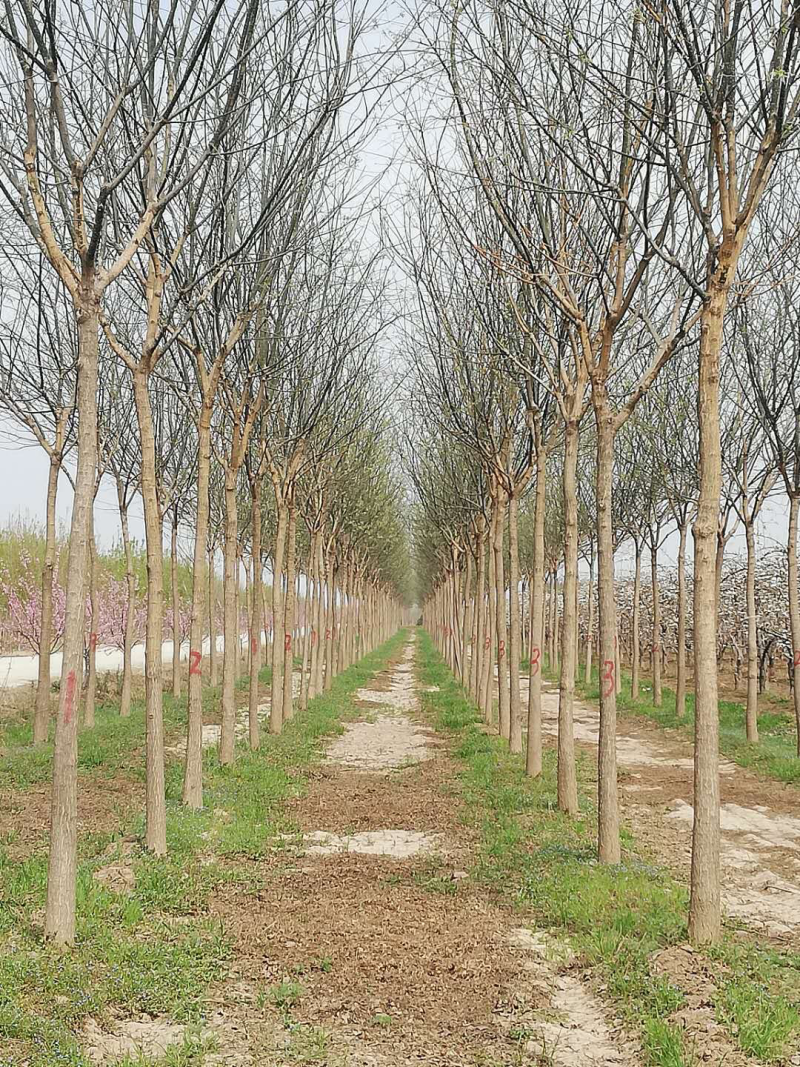 陕西渭南市临渭区大型苗圃出售各种规格精品国槐