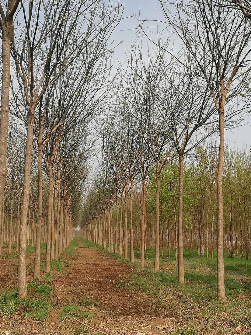 陕西渭南市临渭区大型苗圃出售各种规格精品国槐