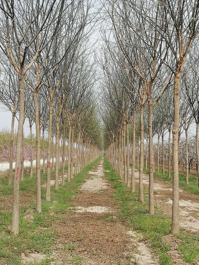 陕西渭南市临渭区大型苗圃出售各种规格精品国槐