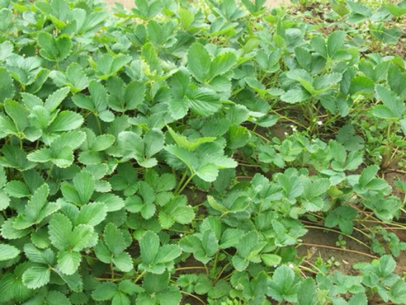 草莓苗便宜草莓苗量大