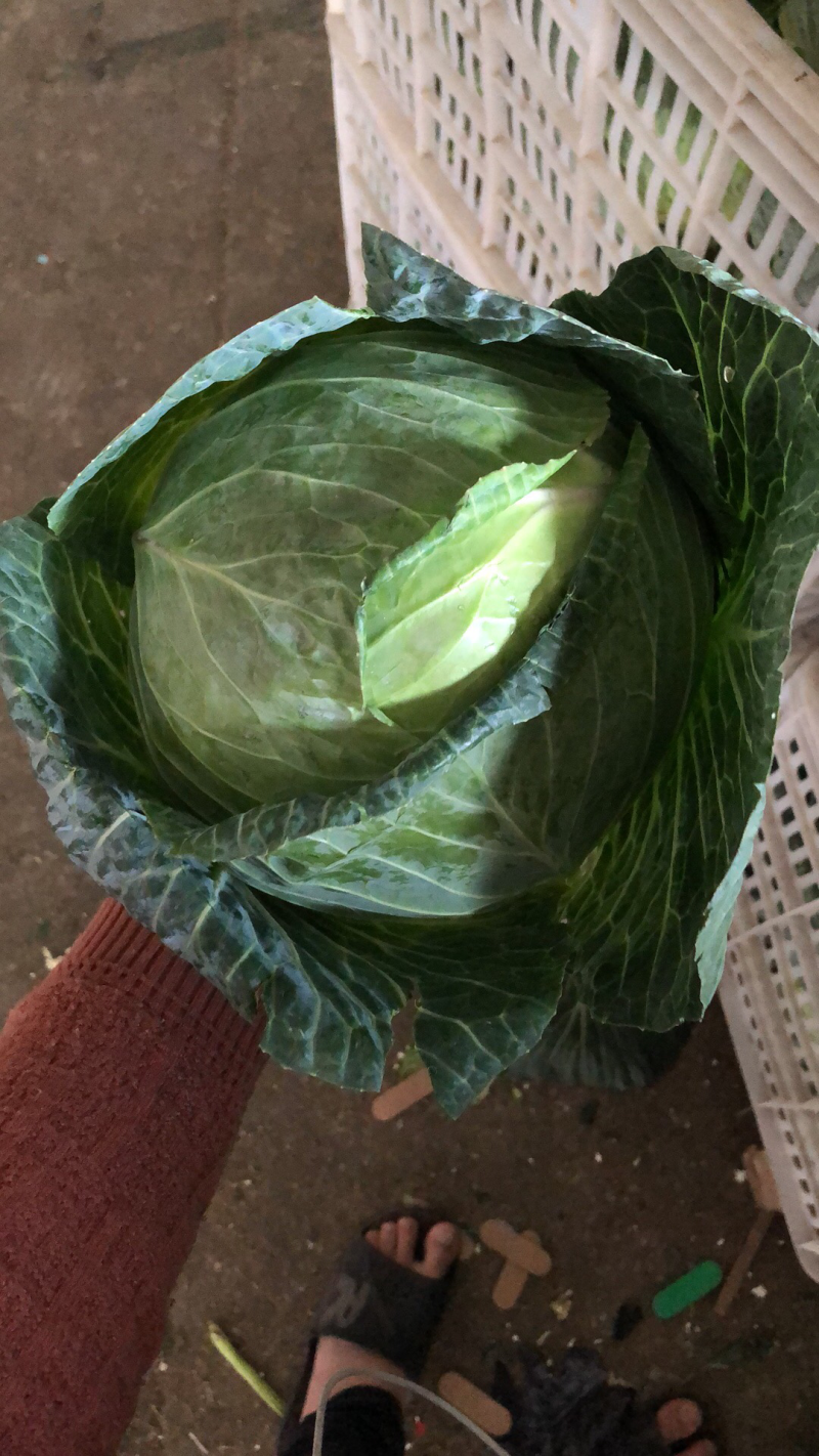 扁包，包菜，大包菜支持产地发车加工厂市场货