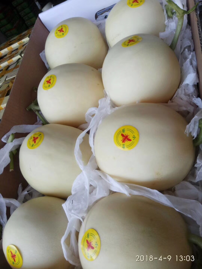 黄金瓜小白瓜