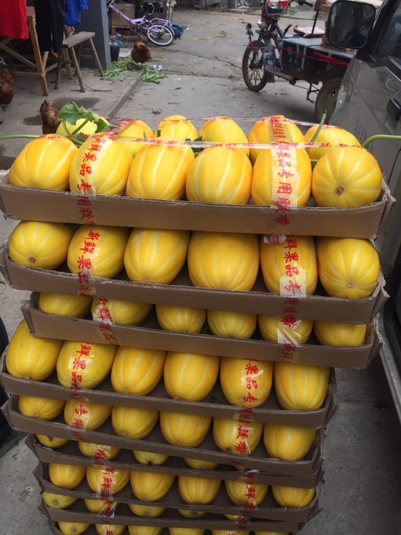 黄金瓜小白瓜