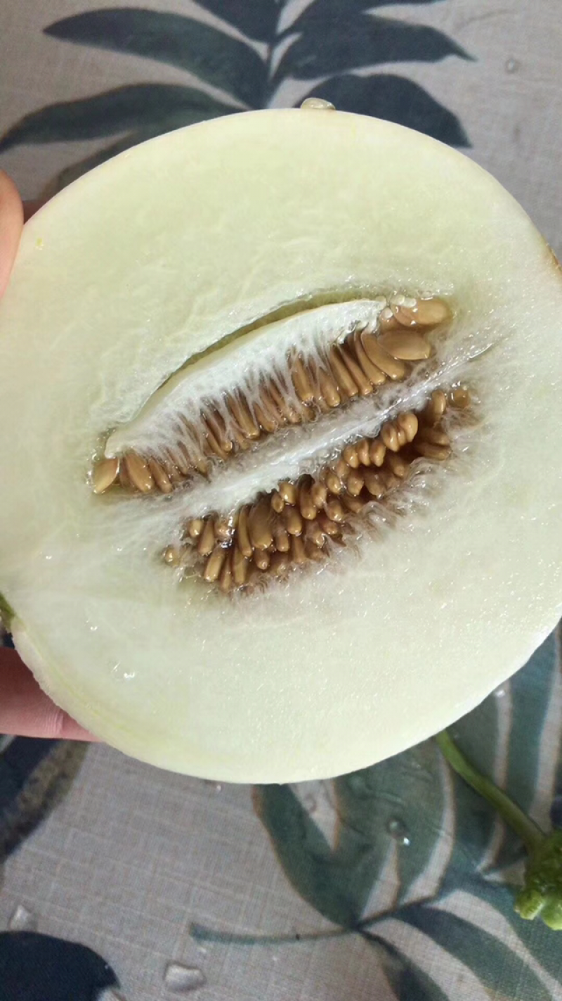 黄金瓜小白瓜