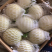 黄金瓜小白瓜