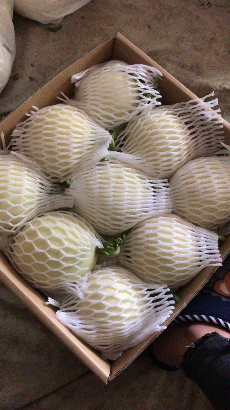 黄金瓜小白瓜