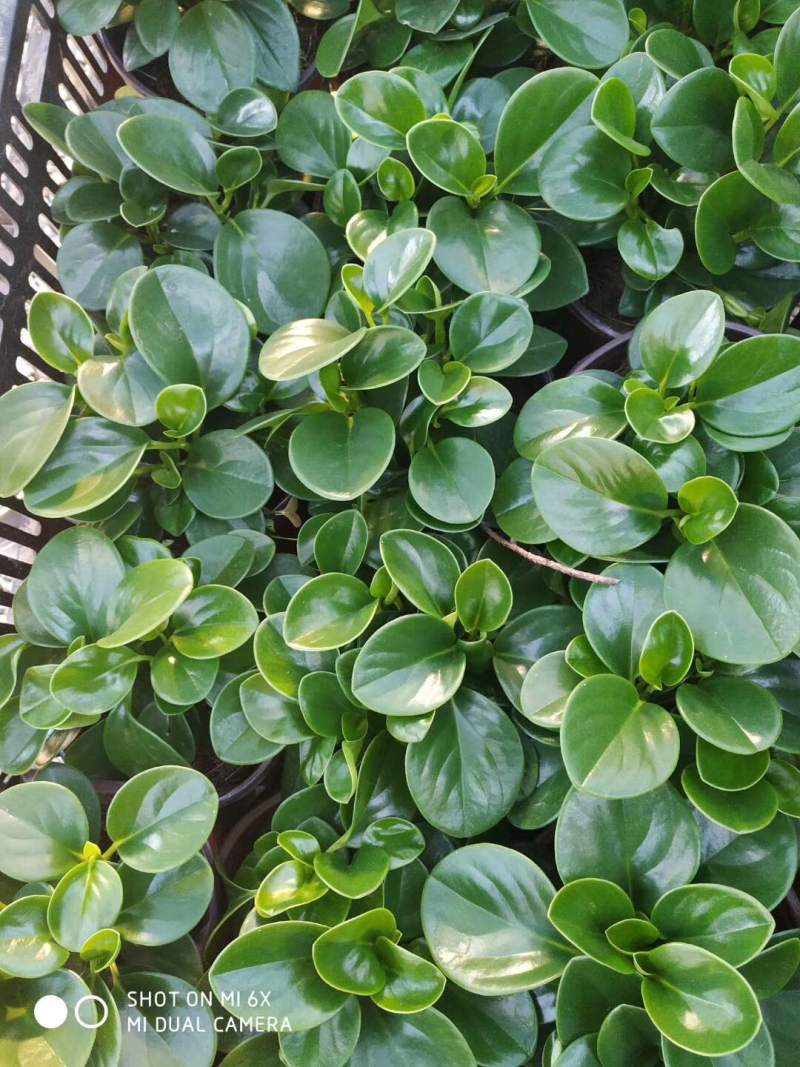 碧玉