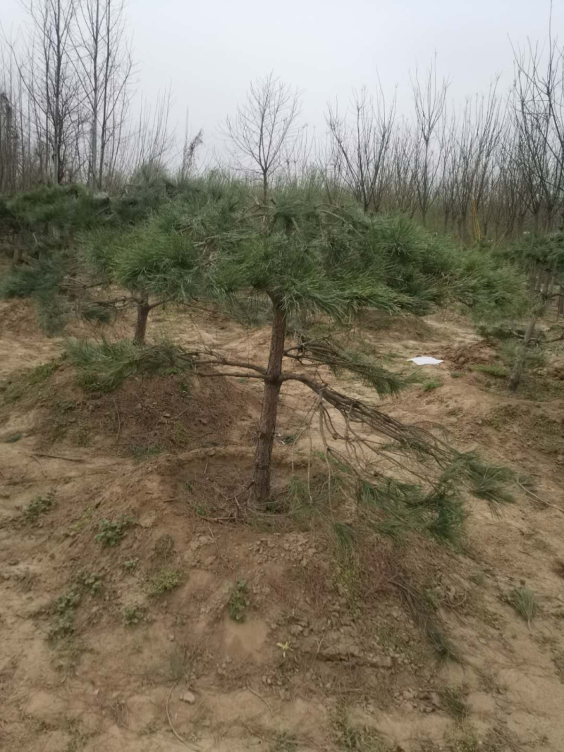 造型松