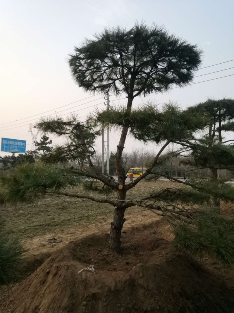 造型松