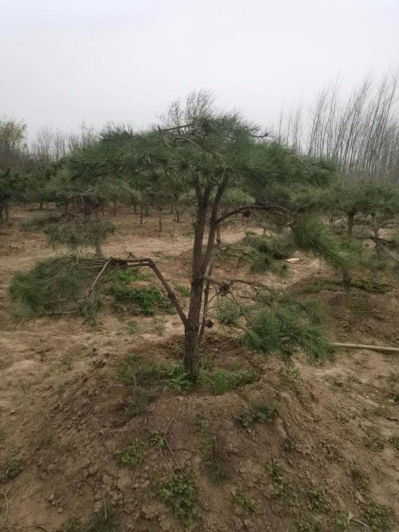 造型松