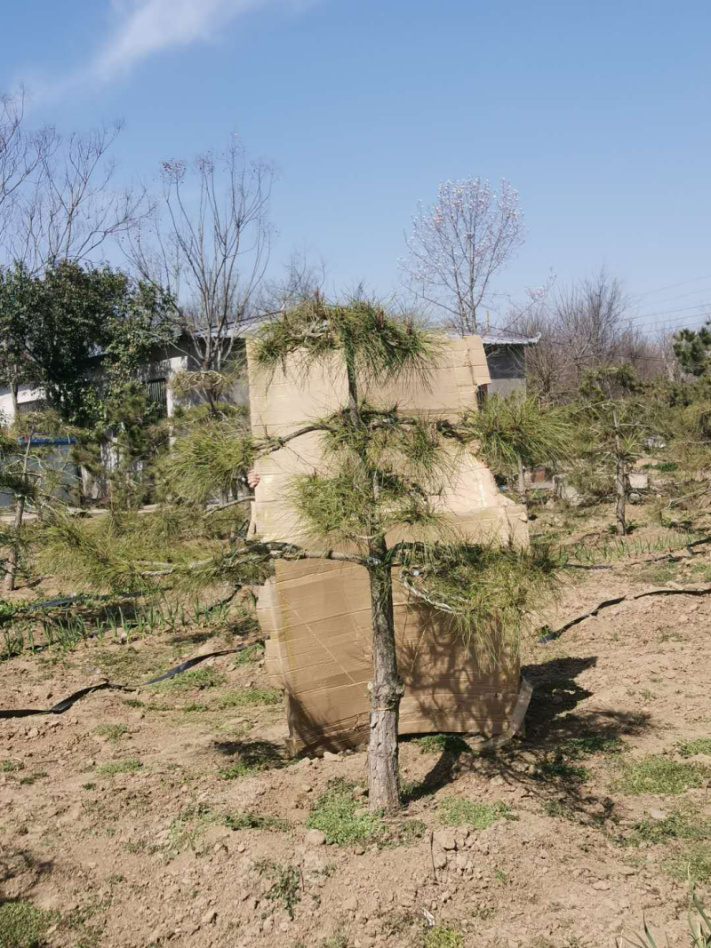 造型松