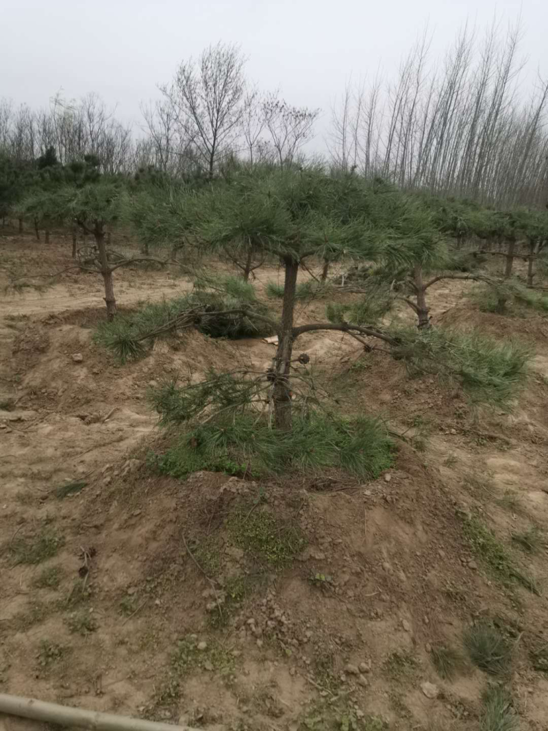 造型松