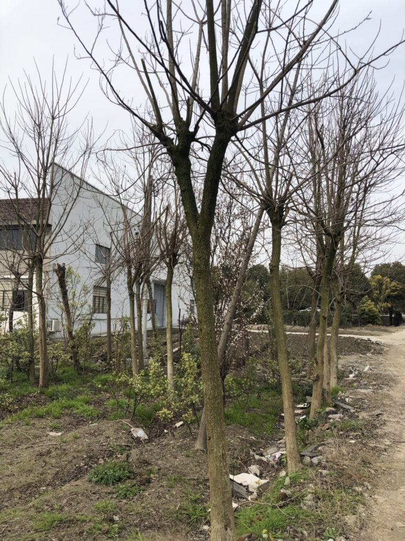 重阳木