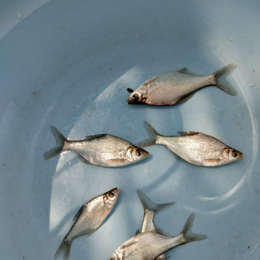 【渔场直发】安徽鳊鱼苗品种多成活高长势快包技术包成活