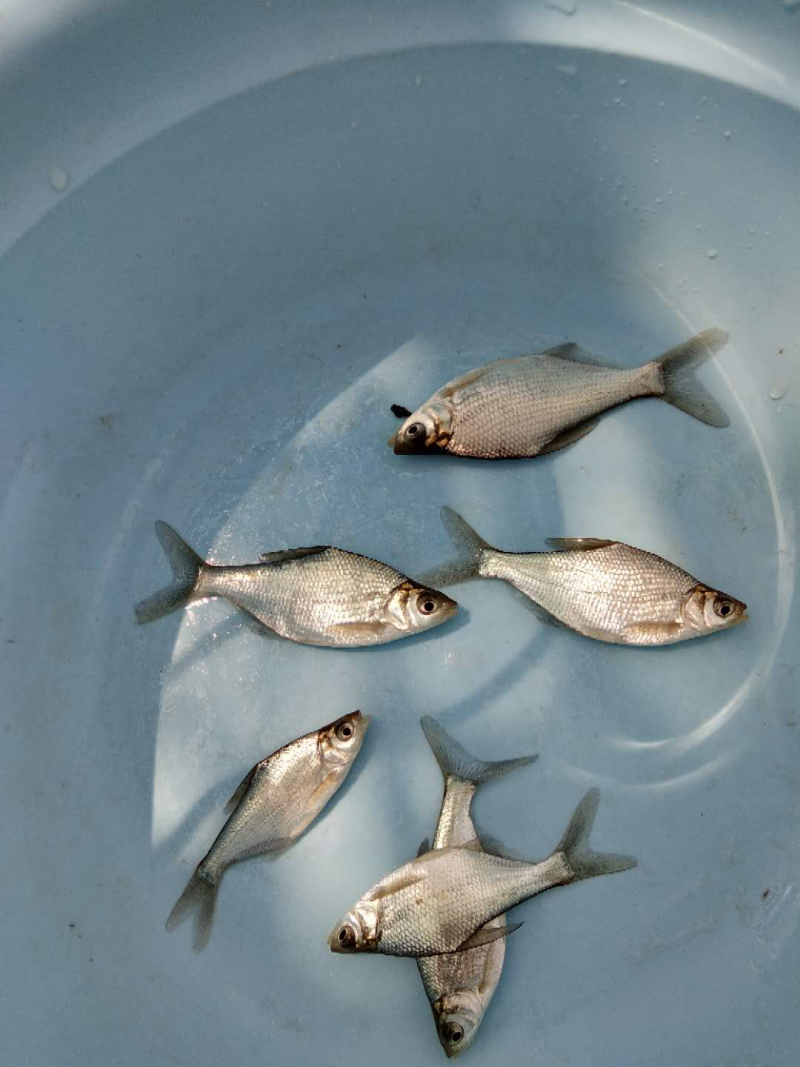【渔场直发】安徽鳊鱼苗品种多成活高长势快包技术包成活