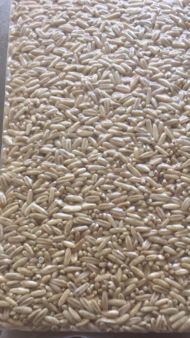 燕麦胚芽米