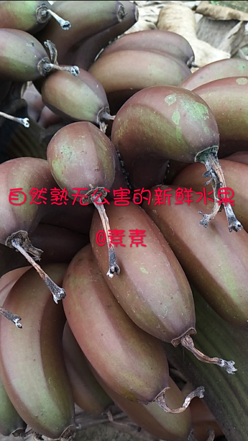 红蕉有机水果